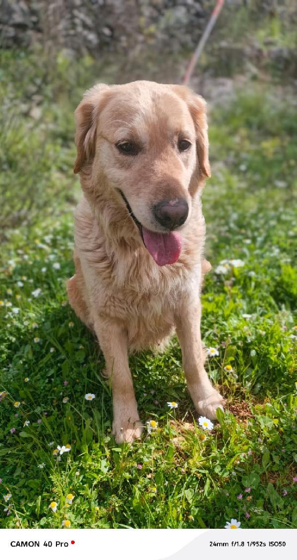 Chloe, una splendida Golden Retriever Foto 3